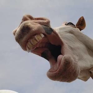 Meet your Posher, Sam